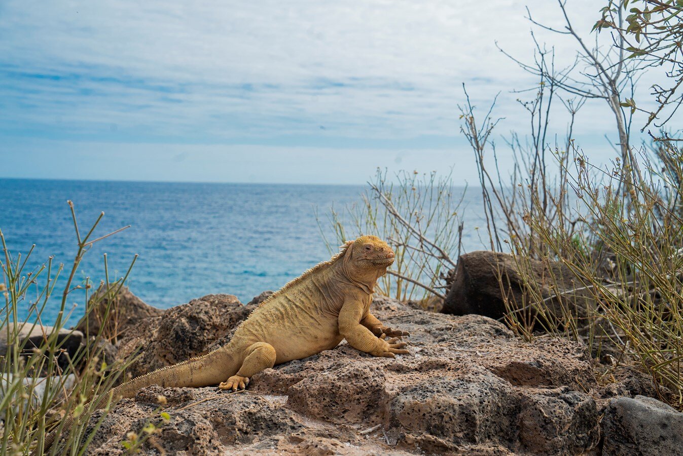 2018 GALAPAGOS ISLANDS - CUSTOM BUILD 115'